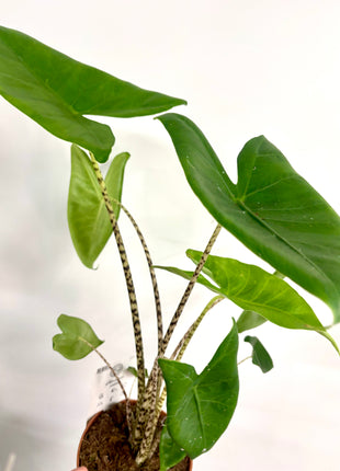 Alocasia Zebrina