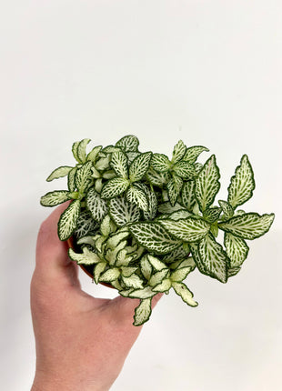 Fittonia White Forest Flame