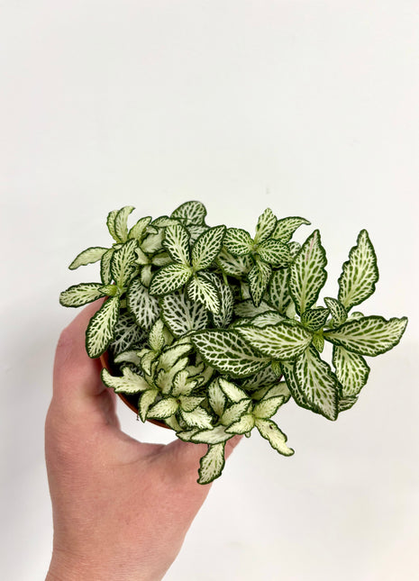 Fittonia White Forest Flame