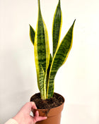 Sansevieria Laurentii