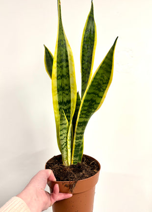 Sansevieria Laurentii