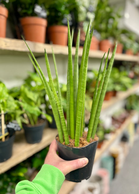 Sansevieria Mikado