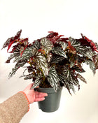 Begonia Maculata Spotlight Green