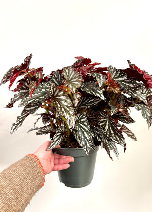 Begonia Maculata Spotlight Green