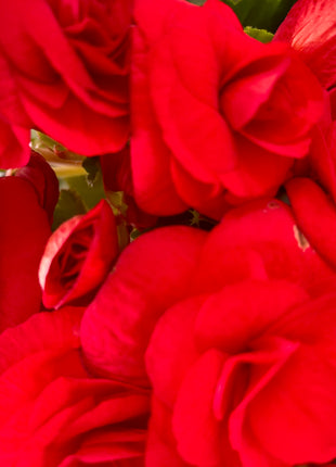 Begonia Du Gemend