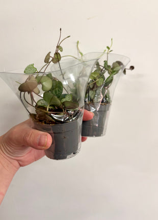 Ceropegia Woodii/string of hearts