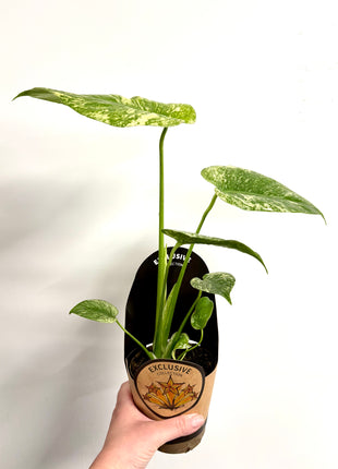 Monstera Mint