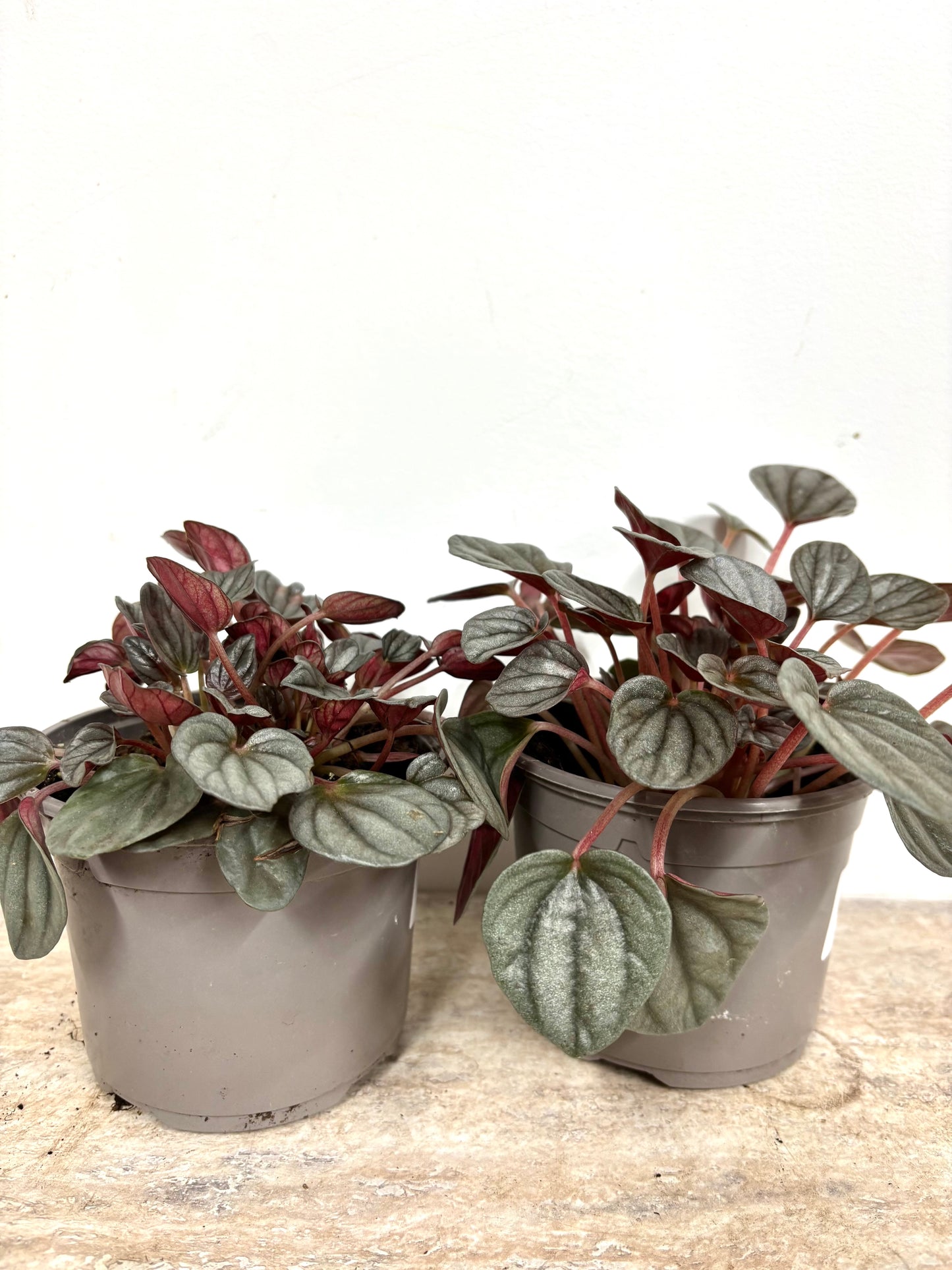 Peperomia Caperata