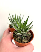Haworthia Big Band