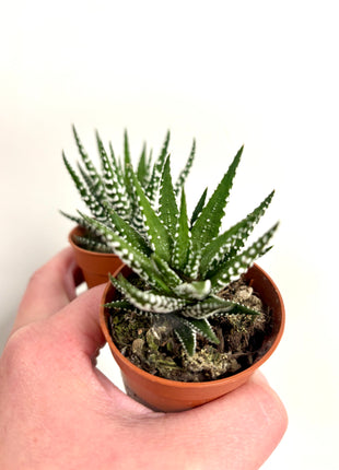 Haworthia Big Band