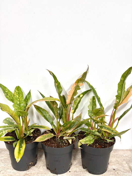 Philodendron Ring of Fire