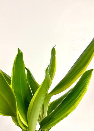 Dracaena Golden Coast