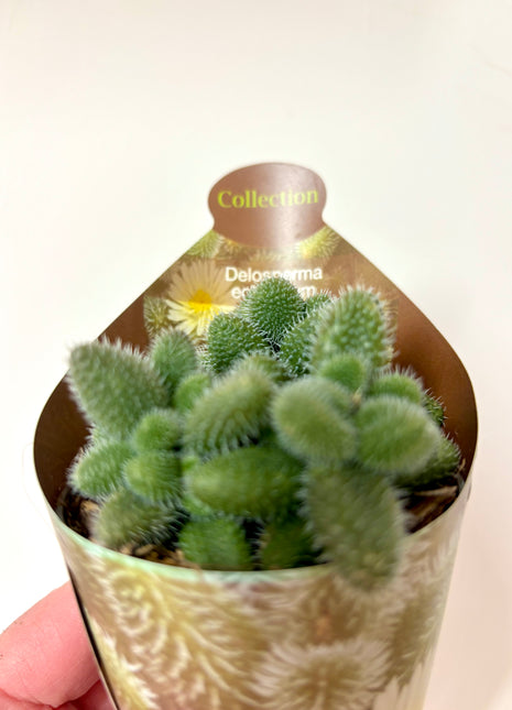 Delosperma Echinatum