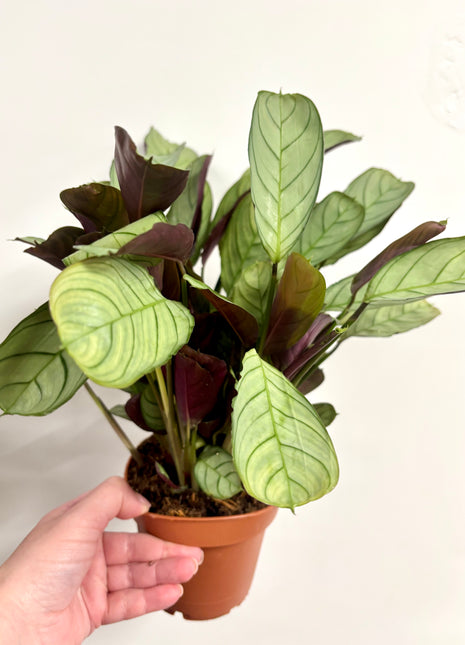 Ctenanthe Amagris