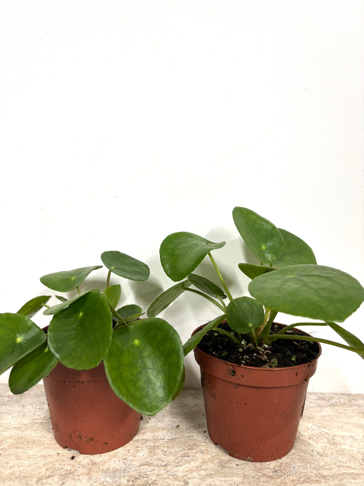 Pilea Peperomioides