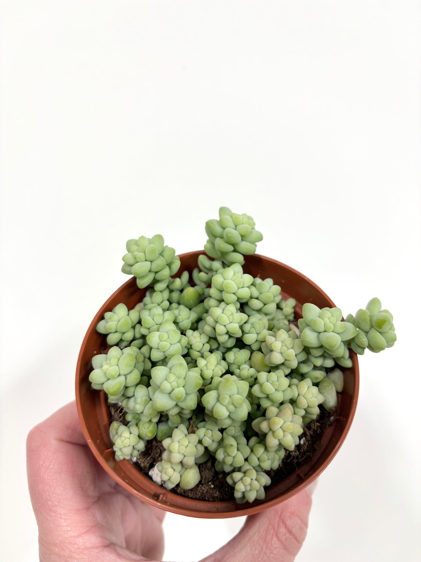 Sedum Burrito