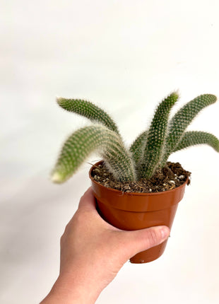 Hildewintera Colademonis/Monkey Tail Cactus