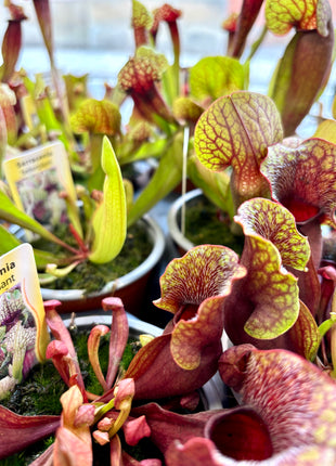 Sarracenia Flytrap - Pitcher plant