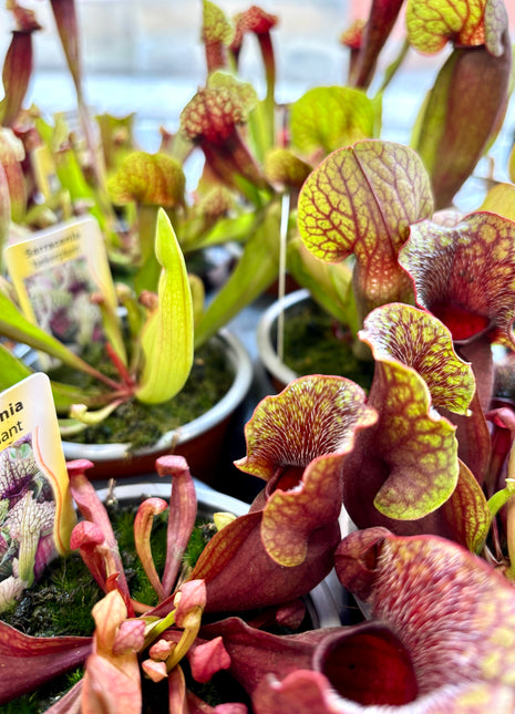 Sarracenia Flytrap - Pitcher plant