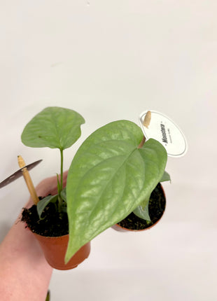 Monstera Amydrium Medium Silver