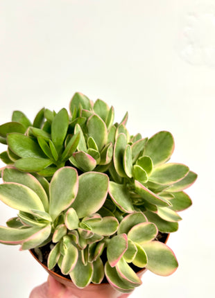 Crass moneymaker Variegata