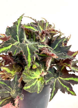 Begonia Rex Lion Dance