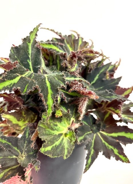 Begonia Rex Lion Dance