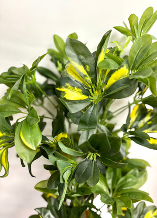 Faux Schefflera variegated