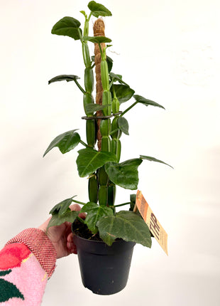 Cissus Quadrangularis