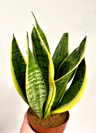 Sansevieria Futura Superba