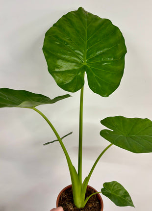 Alocasia Macrorrhizos