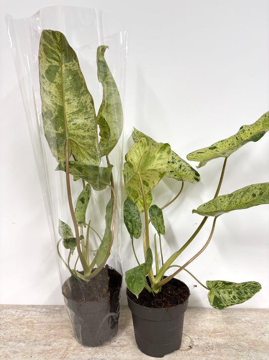 Philodendron Paraiso