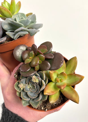 Mixed potted succulents