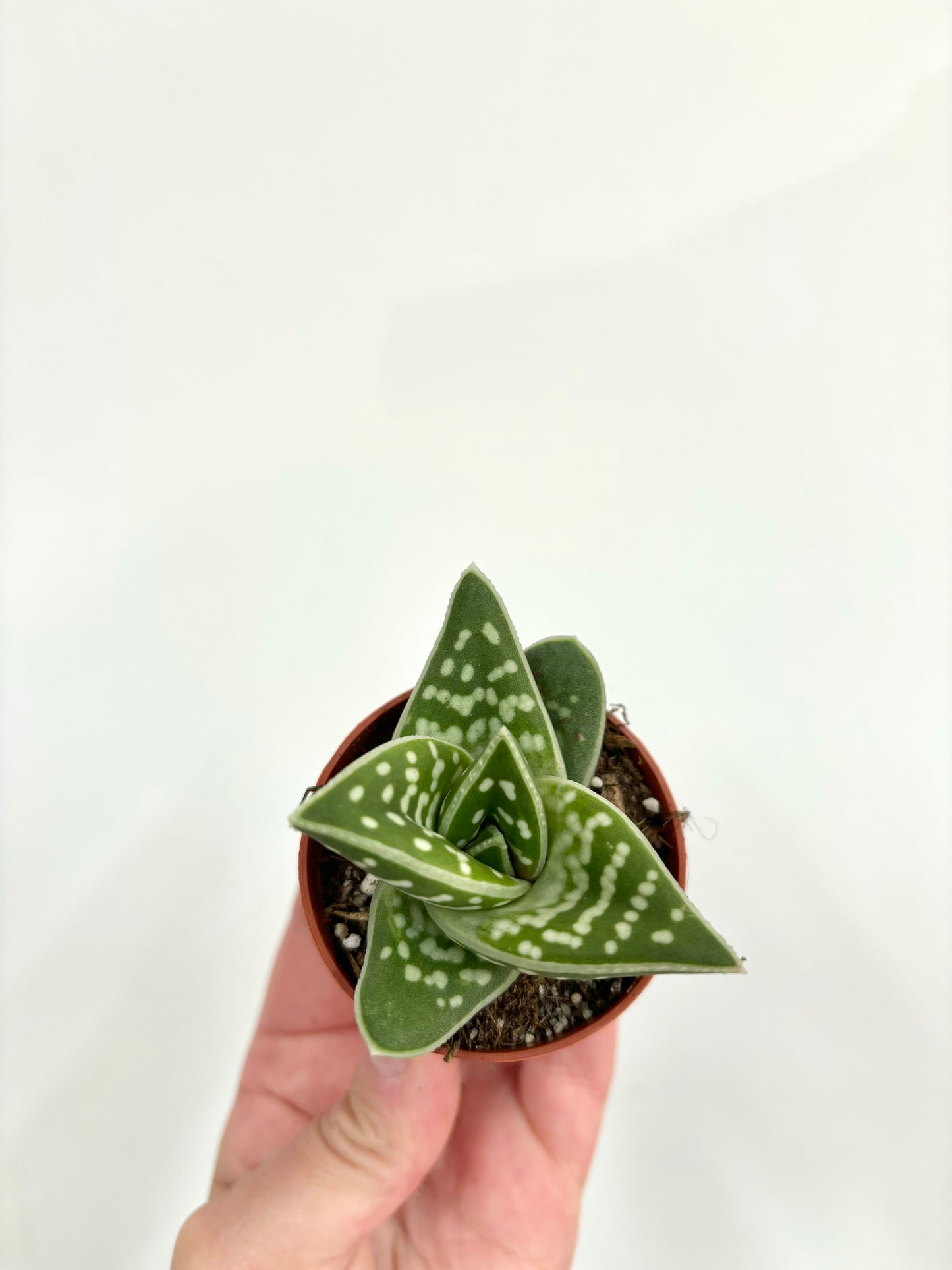 Aloe Variegata