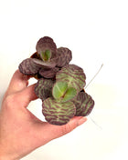 Kalanchoe Zebra