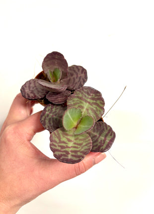 Kalanchoe Zebra