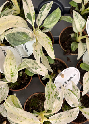 Rhaphidophora Puberula Variegata