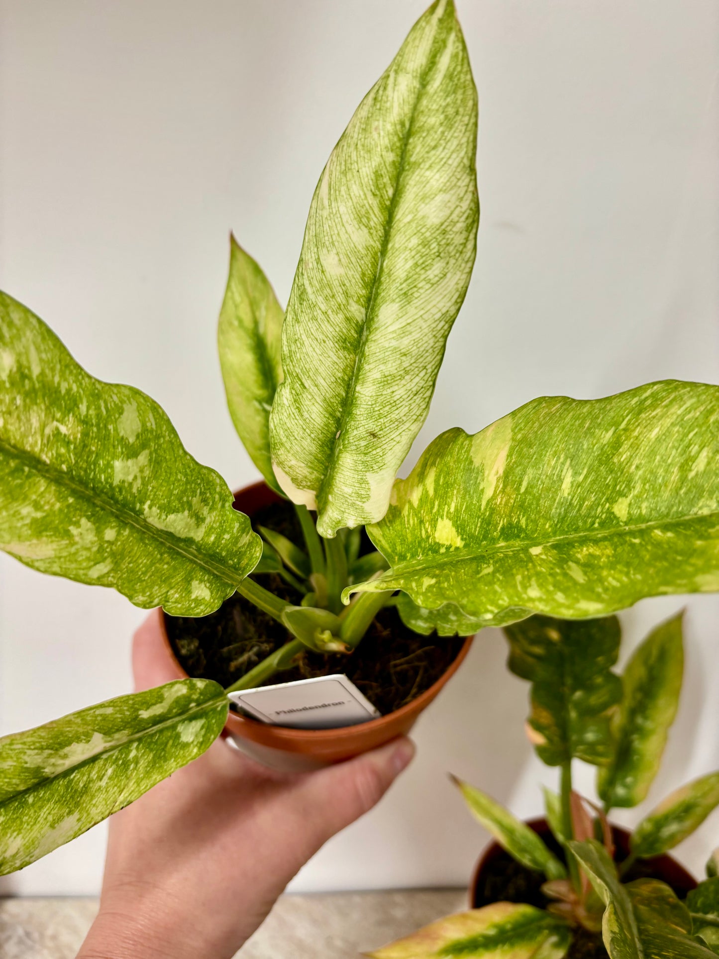 Philodendron Ring of Fire