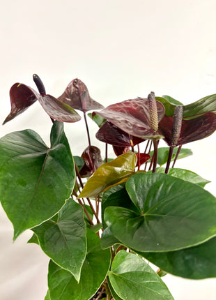 Anthurium Adios Chocolate