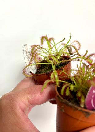 Drosera / Sundew
