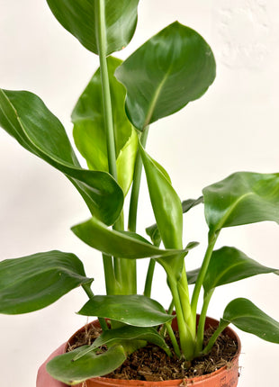 Strelitzia Nicolai / Bird Of Paradise