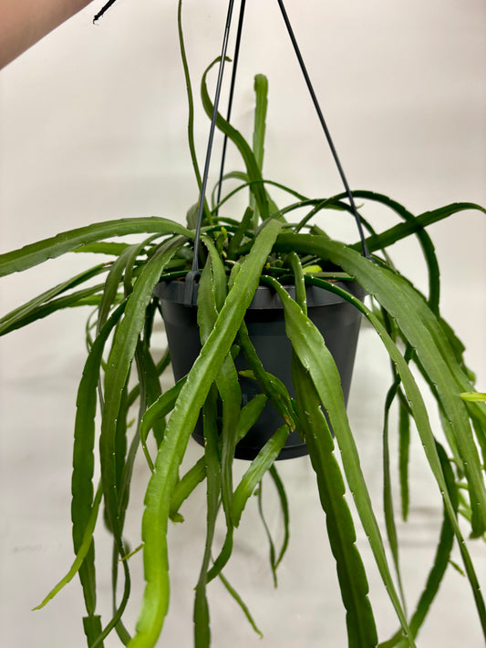 Lepismium  Bolivianum