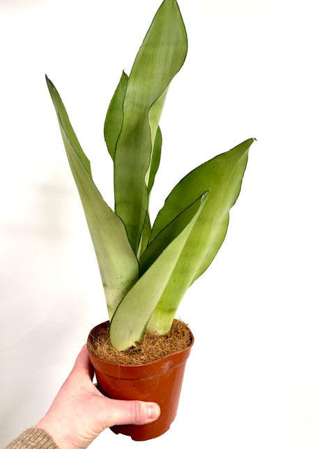 Sansevieria Moonshine