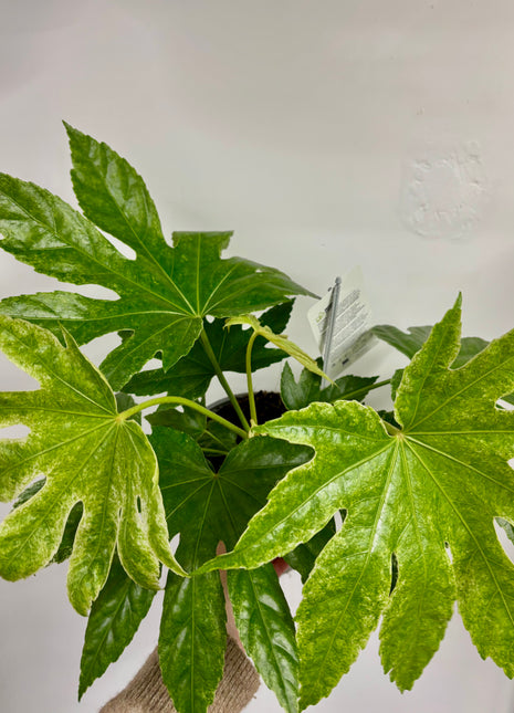 Fatsia Spider Variegata