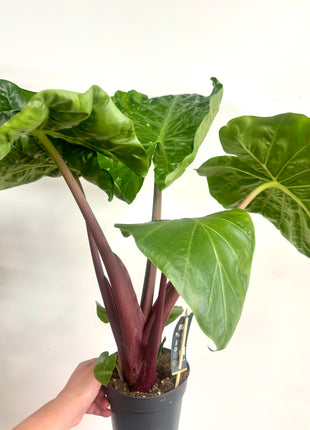Alocasia Imperial Red