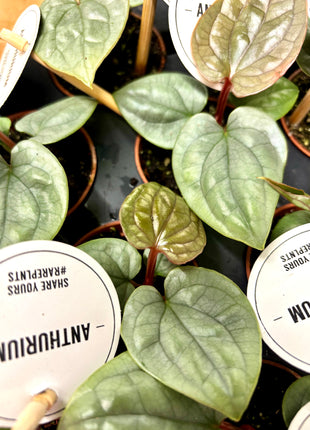 Anthurium Luxurians