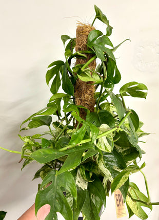 Epipremnum marble king
