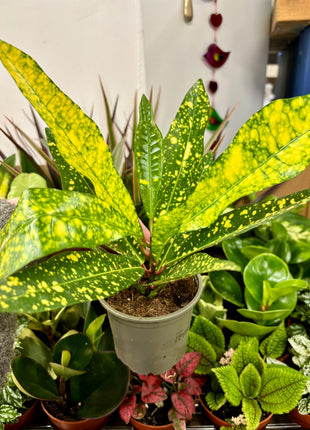 9cm mixed random plants