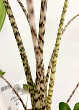 Alocasia Zebrina