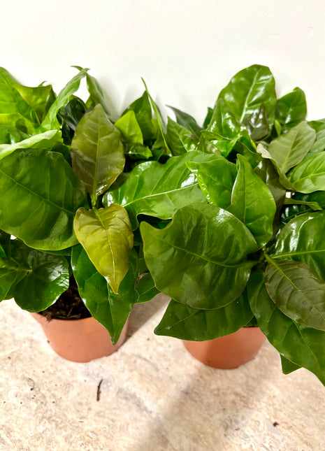 Coffea Plant